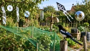 Les pies saccagent vos cultures d'�t� ? Adoptez des astuces naturelles pour �loigner ce corvid� sans le blesser