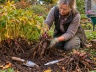Pour des pivoines plus g�n�reuses au printemps, tout se joue d�s les premi�res semaines d'automne