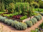 Une plante m�diterran�enne oubli�e revient dans les potagers pour cr�er des bordures utiles et faciles � entretenir