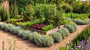 Une plante m�diterran�enne oubli�e revient dans les potagers pour cr�er des bordures utiles et faciles � entretenir