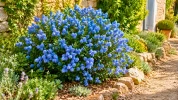 La plante de la semaine : ce c�anothe adore le soleil et transforme le jardin en nuage bleu