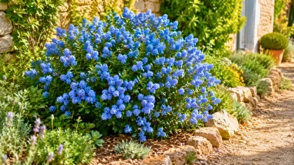La plante de la semaine : ce c�anothe adore le soleil et transforme le jardin en nuage bleu
