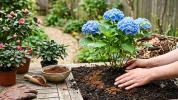 Ces plantes appr�cient le marc de caf�, � condition de respecter quelques gestes simples pour �viter les erreurs