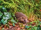 Ces 10 plantes rendent le jardin plus accueillant pour les h�rissons tout au long de l'ann�e