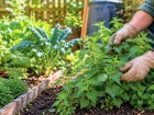 Ces plantes souvent mal aim�es peuvent r�v�ler un sol g�n�reux et guider le choix des cultures au potager