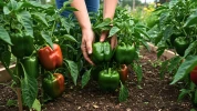 Poivrons d�s juin au potager : le calendrier de semis que beaucoup de jardiniers ignorent et qui change toute la r�colte d'�t�
