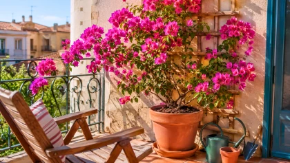 En pot, le bougainvillier reste spectaculaire, mais quelques choix malins �vitent les d�penses inutiles