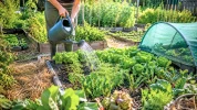 Potager en ao�t : les bons semis � lancer malgr� la chaleur pour garder un jardin productif apr�s l'�t�