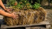 Potager en bottes de paille : les erreurs de d�butant qui ruinent la r�colte quand le budget est serr�