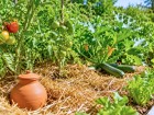 Potager sous la canicule : la technique pour �liminer enfin ces 20 % d'eau perdus b�tement � chaque arrosage au soleil