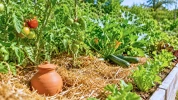 Potager sous la canicule : la technique pour �liminer enfin ces 20 % d'eau perdus b�tement � chaque arrosage au soleil