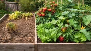 Comment apporter de la vie microbienne au sol pour relancer un son potager en carr�