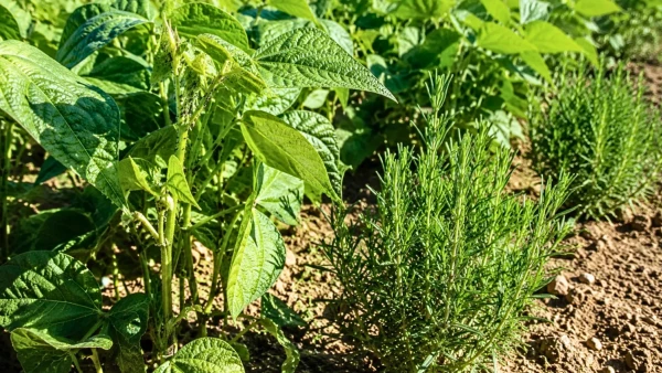 Sarriette au potager : l'alli�e naturelle des haricots contre les pucerons noirs