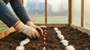 Potager d'hiver : ces 3 l�gumes � semer en janvier qui vous donnent une longueur d'avance sur les autres