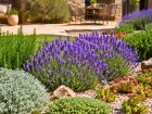 Pour un jardin fleuri et plus �conome en eau, ces plantes m�diterran�ennes restent de vraies alli�es tout l'�t�