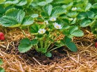 Pour r�colter plus de fraises cet �t�, les jardiniers conseillent ce soin facile d�s le d�but de culture