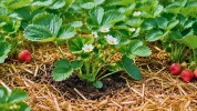 Pour r�colter plus de fraises cet �t�, les jardiniers conseillent ce soin facile d�s le d�but de culture