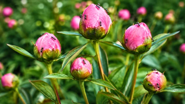 Fourmis sur les pivoines : des alli�es naturelles au jardin