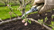 Pourquoi tailler votre pommier en avril change tout : les gestes pr�cis qui orientent la saison vers des fruits charnus et savoureux
