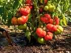 Purin de consoude sur les plants de tomates en ao�t, le geste qui relance floraison et go�t des fruits en fin de saison