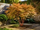 Quatre arbres compacts que les paysagistes choisissent pour habiller un petit jardin sans jamais envahir l'espace