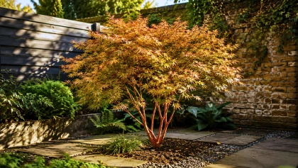 Quatre arbres compacts que les paysagistes choisissent pour habiller un petit jardin sans jamais envahir l'espace