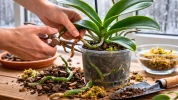 Racines coup�es au mauvais moment : ce geste anodin peut ruiner toute la prochaine floraison de votre orchid�e