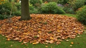Ne ramassez pas toutes vos feuilles mortes : elles prot�gent vos plantes et nourrissent la vie du sol cet hiver