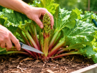 La rhubarbe produira des tiges tendres et g�n�reuses si vous effectuez ce geste simple au cours du mois de juin