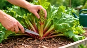 La rhubarbe produira des tiges tendres et g�n�reuses si vous effectuez ce geste simple au cours du mois de juin