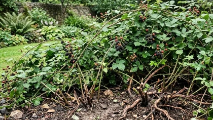 La ronce pousse vite, mais quelques gestes r�guliers permettent d'�viter qu'elle ne gagne tout le jardin