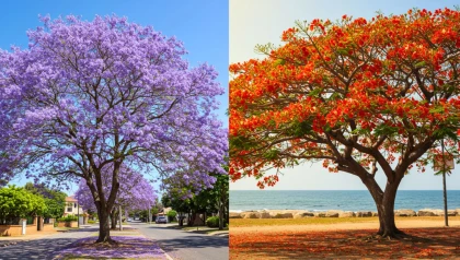 Rouge flamboyant ou bleu lavande : l'arbre que vous admirez n'est peut-�tre pas celui que vous croyez