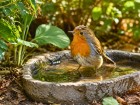 Rouge-gorge en �t� : ce petit am�nagement discret peut transformer un jardin sec en refuge de fra�cheur