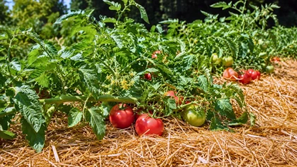 Sans tuteurs, cette m�thode de culture des tomates simplifie la saison au jardin