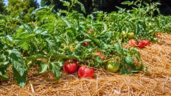 Tomates cultiv�es sans tuteur sur paillage de paille