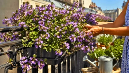 La Scaevola offre une floraison continue tout l'�t�, m�me en plein soleil et au vent