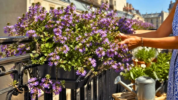 Scaevola en balcon : cascade de fleurs r�sistantes tout l'�t�