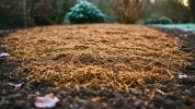 La sc�ne est frappante : un sol nu gel�, un autre souple sous les feuilles� et un seul geste pour �viter la catastrophe hivernale