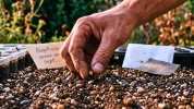 Semer le faux indigo en septembre assure un massif fleuri et tr�s r�sistant � la s�cheresse pour les ann�es futures