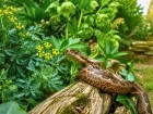 Serpents au jardin : comment installer deux plantes r�pulsives pour �loigner naturellement les vip�res