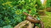 Serpents au jardin : comment installer deux plantes r�pulsives pour �loigner naturellement les vip�res
