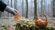 Silence sous les arbres : ces 6 champignons comestibles continuent de pousser en hiver, � l'abri des regards