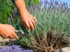 Une simple erreur de taille au printemps peut faire perdre � la lavande sa forme et ses fleurs durablement