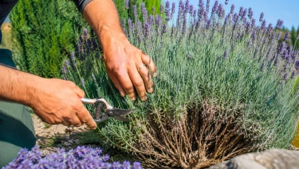 Une simple erreur de taille au printemps peut faire perdre � la lavande sa forme et ses fleurs durablement