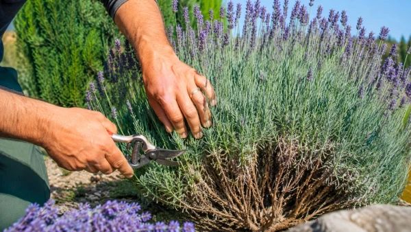 Une mauvaise taille au printemps peut ab�mer votre lavande durablement