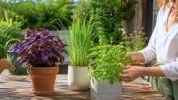 Six plantes aromatiques venues d'ailleurs qui s'adaptent d�sormais tr�s bien aux jardins temp�r�s