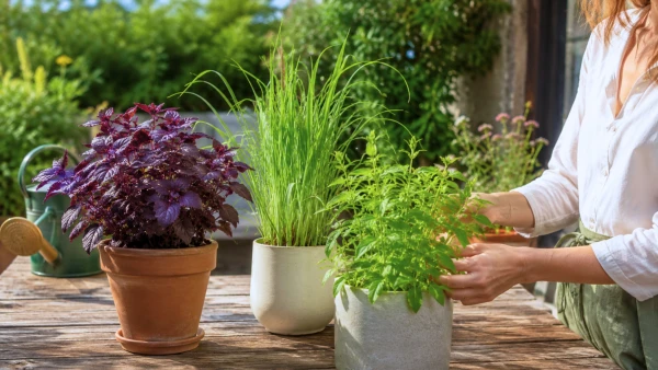 Trois plantes aromatiques exotiques en pot sur une terrasse