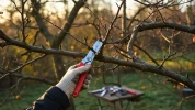 Ces 8 arbres fruitiers doivent absolument �tre taill�s en novembre : une n�gligence suffit � affaiblir vos arbres pour de bon
