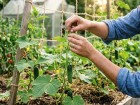 Cette technique naturelle am�liore la vigueur des concombres sans engrais ni mat�riel co�teux au jardin