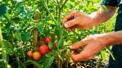 Tomates : faut-il vraiment supprimer les gourmands pour obtenir de meilleures r�coltes ?